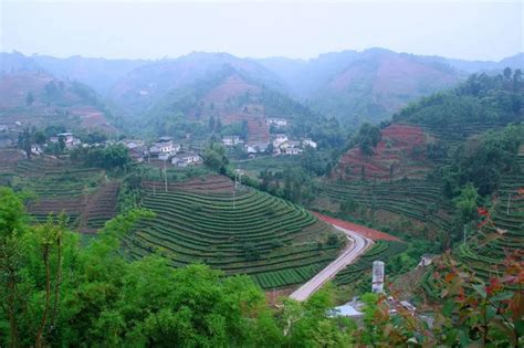 沐川县人民政府 - 沐川：茶旅融合步新途 老茶园“变身”大公园