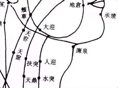 趺阳脉位置图解图片