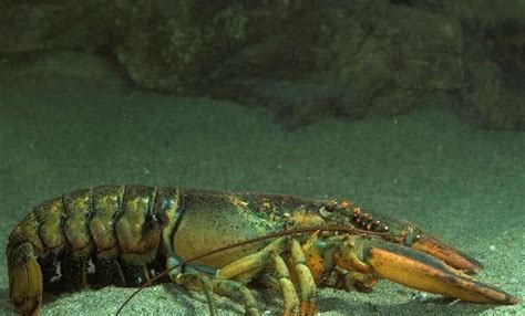 世界上最大的龙虾 - 早若网