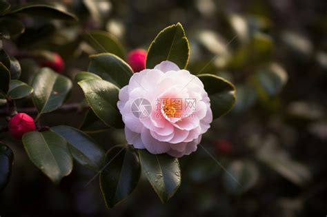 奥兰·布 的图像结果