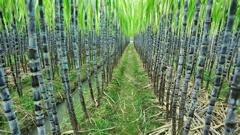 【北方甘蔗种植技术】甘蔗怎么种植技术 - 种植技术 - 新农资360网|土壤改良|果树种植|蔬菜种植|种植示范田|品牌展播|农资微专栏