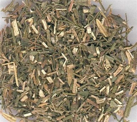 穿心莲的图片