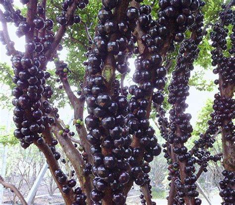 一种长在树上的葡萄 - 嘉宝果-168鲜花速递网