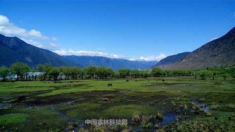 中国最美的春天嘎拉桃花村！一县一品，西藏林芝巴宜区特产核桃|高原|青藏高原|巴宜区_新浪新闻