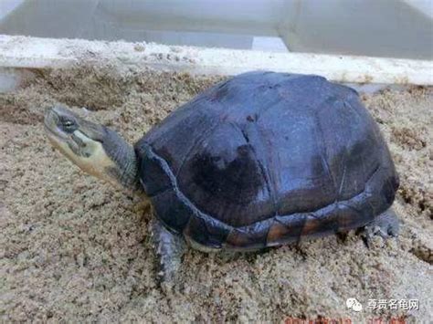 石金钱龟属于国家几级保护动物（石金钱龟属于保护动物吗）- 丰胸知识百科网