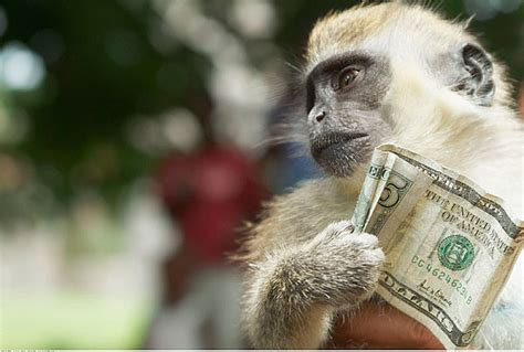 一只猴子，能卖多少钱？猴子“缺货”，猴价猛涨 - 知乎