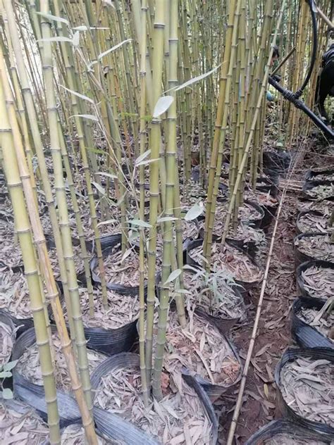 什么样的竹子珍贵—珍贵的竹子排名-园林杂谈-长景园林网