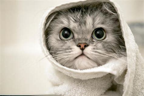 如何给猫洗澡不被抓？教你如何正确的给猫洗澡？ - 宠物百科 - 宠物百科