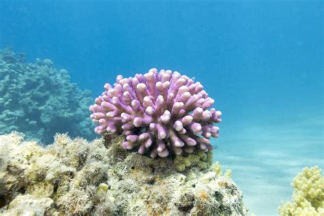 珊瑚礁与热带海底的粉红色 pocillopora 珊瑚高清摄影大图-千库网