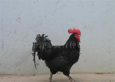 黑色的鸡是什么品种？黑鸡品种盘点 - 惠农网