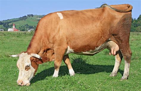 母牛乳房炎和饲喂的繁殖母牛饲料有关系吗？