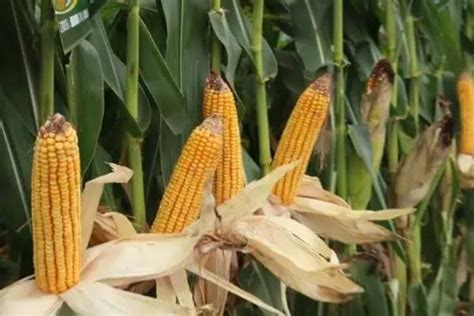 绿色高效玉米新品种选育及产业化示范项目科技成果展示会在楚雄牟定召开