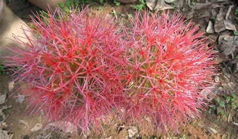 花色艳丽的网球花----中国科学院西双版纳热带植物园