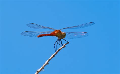 红蜻蜓：张掖黑河湿地国家级自然保护区 - 江西林科网