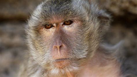 自然界10大猴子之最，吼猴最喧闹，夜猴最重，赤猴速度最快|赤猴|猴子|吼猴_新浪新闻