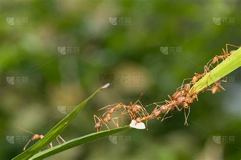 团结协作的蚂蚁高清图片下载-正版图片600389249-摄图网