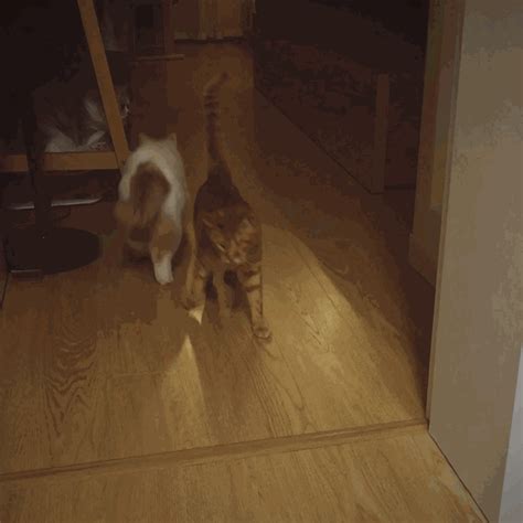 到家开门发现猫咪在门口！这是为什么？ - 知乎