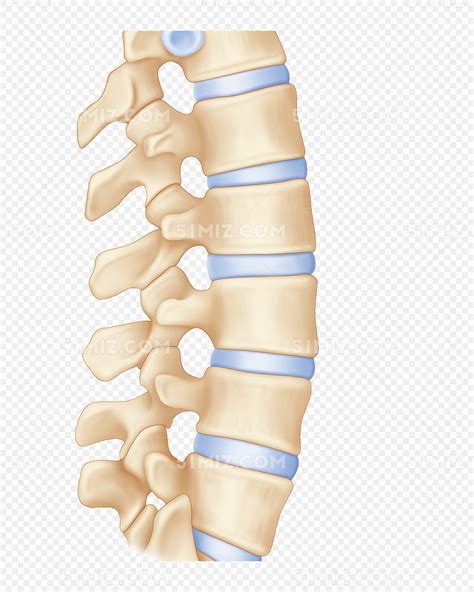 脊柱解剖 - 新闻资讯 - 广东脊祥万岁健康管理有限公司