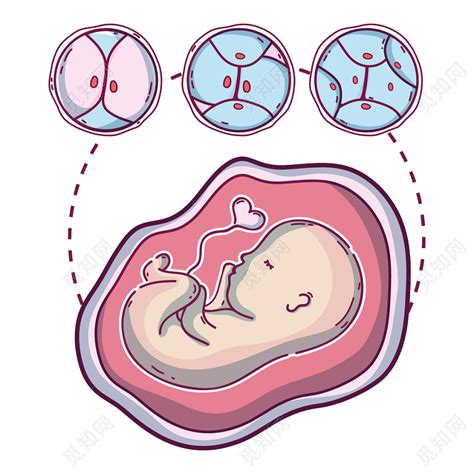 每月“胎儿发育及孕妈注意”大全表，贴心又实用