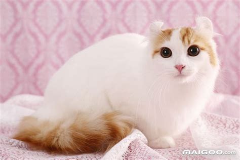 中国猫图片,中猫种类,中猫品种_大山谷图库