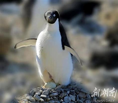 企鹅图片-海滩边愉快的企鹅素材-高清图片-摄影照片-寻图免费打包下载