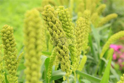小米植物图片