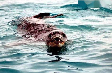 南极巨虫疯狂吞食巨型海豹，体长3米的古老深海巨怪_小狼观天下