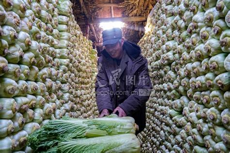 河北唐山：冬储大白菜助农增收-人民图片网