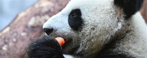 莫斯科动物园的大熊猫在炎热天气中吃冰块胡萝卜和苹果 - 2022年6月27日, 俄罗斯卫星通讯社