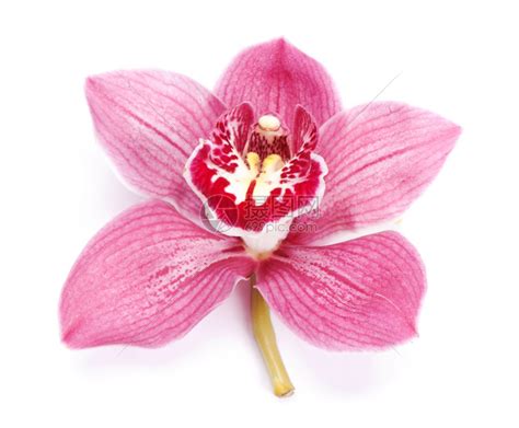 白色背景下美丽的粉红色兰花高清图片下载-正版图片503066152-摄图网