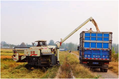 皖河农场公司：近6万亩水稻喜获丰收