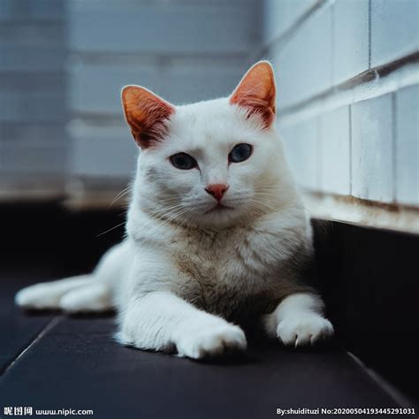 可爱的白色猫