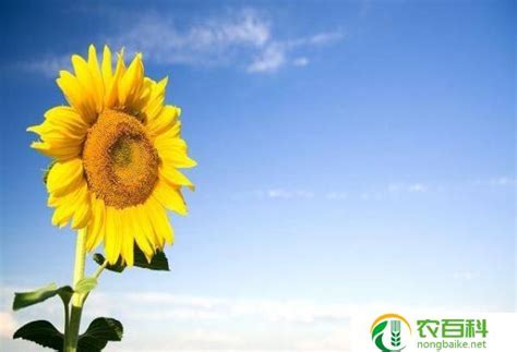 向日葵是怎么随着太阳转动的 - 业百科