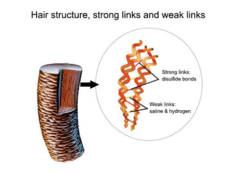 头发的结构 - 知乎