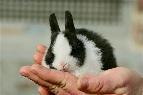梦见兔子死了 - 做梦梦到兔子死了是什么意思 - 吉名屋
