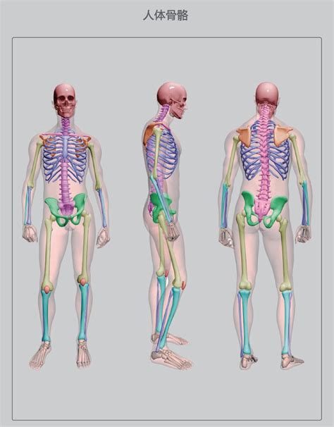 人体全身肌肉解剖模型170cm