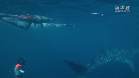 澳大利亚研究人员发现海水中鲸鲨的基因秘密_凤凰网视频_凤凰网