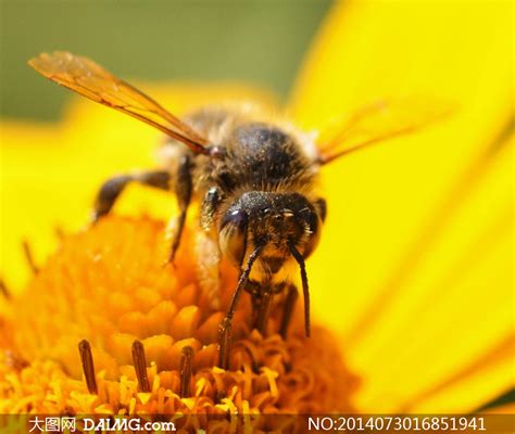 蜜蜂采蜜春天的图片,春天的图片_大山谷图库