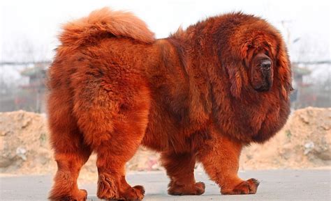 世界上最贵的狗排名，中国纯红藏獒高达1000万 —【世界之最网】