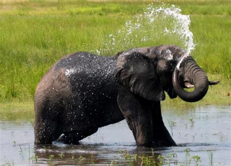 大象用鼻子喝水为什么不会被呛到呢 | 冷饭网