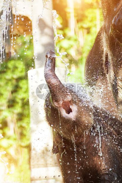 快乐的小象正在河里洗澡高清图片下载-正版图片507255006-摄图网