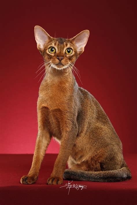 阿比西尼亚猫|摄影|宠物摄影|AMYWORKS赛猫摄影 - 原创作品 - 站酷 (ZCOOL)
