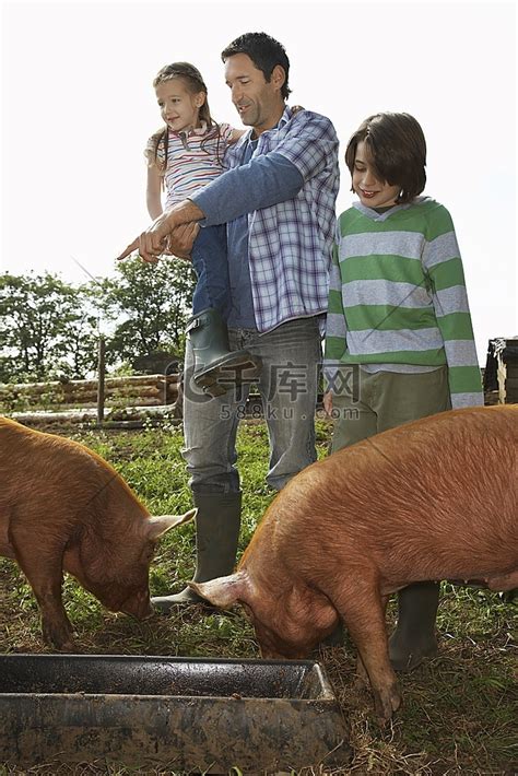 家庭养猪高清摄影大图-千库网