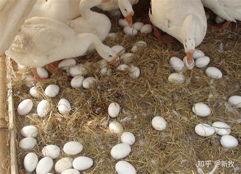如何提高蛋鹅产蛋量 让蛋鹅多产蛋的方法 鹅不下蛋是怎么回事 - 知乎