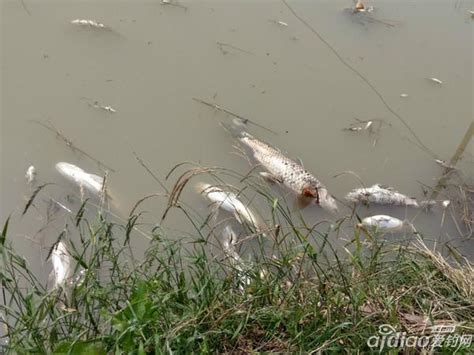 【湖北日报】湖北京山：脱贫示范户的鱼塘丰收啦！_今日京山新闻网