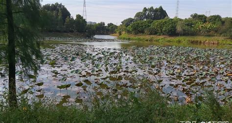 东莞市大朗荔香湿地公园，大朗镇最大的公园
