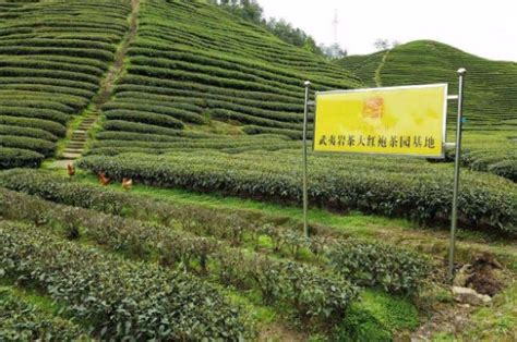 花草茶批发市场哪里有，全国最大的茶叶批发市场有哪些？-悠易科技CDP