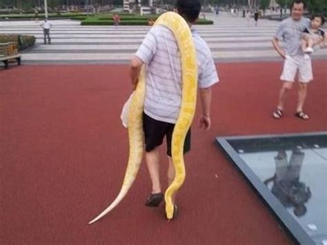 十余天前惊现郑州街头的黄金蟒，被送进市动物园-大河新闻