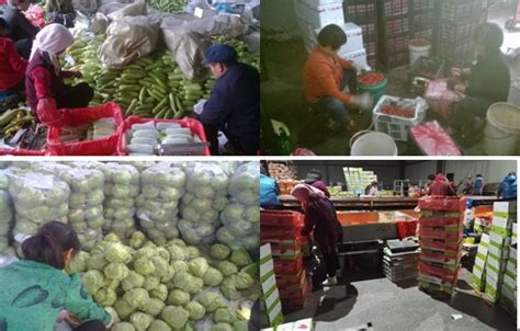 上海江桥青菜突破2元/斤，番茄依旧平稳，辣椒还能“椒贵”多久？_2022年蔬菜行情分析_蔬菜商情网