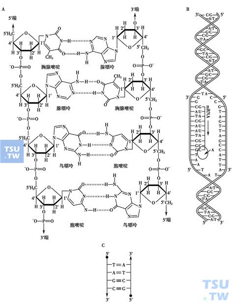 下图是DNA分子结构模式图.请据图回答下列问题: (1)组成DNA的基本单位是[ ]__________. (2)若[3]为胞嘧啶.则[4]应 ...